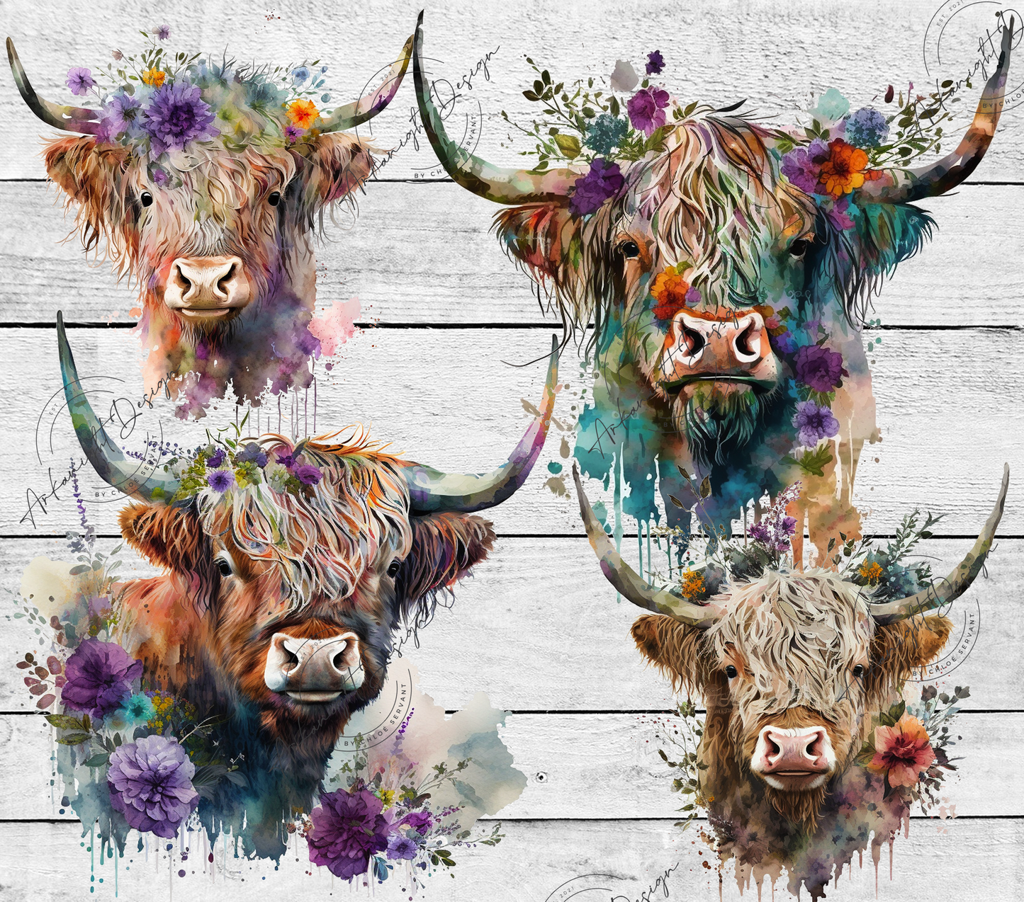 Highland Cow
