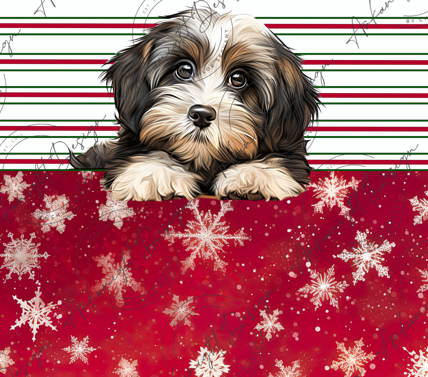 Havanese - Christmas