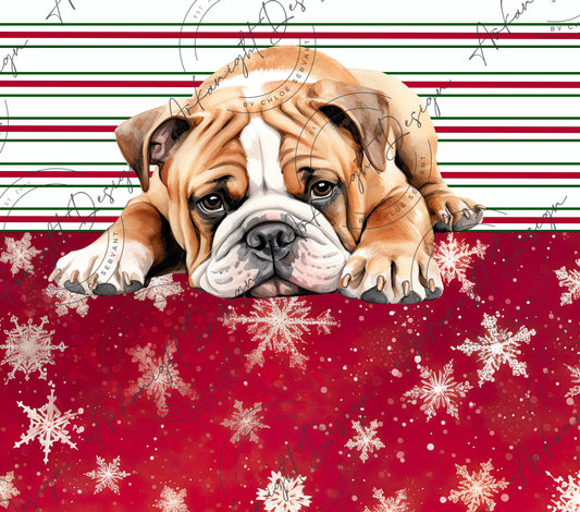 English Bulldog - Christmas