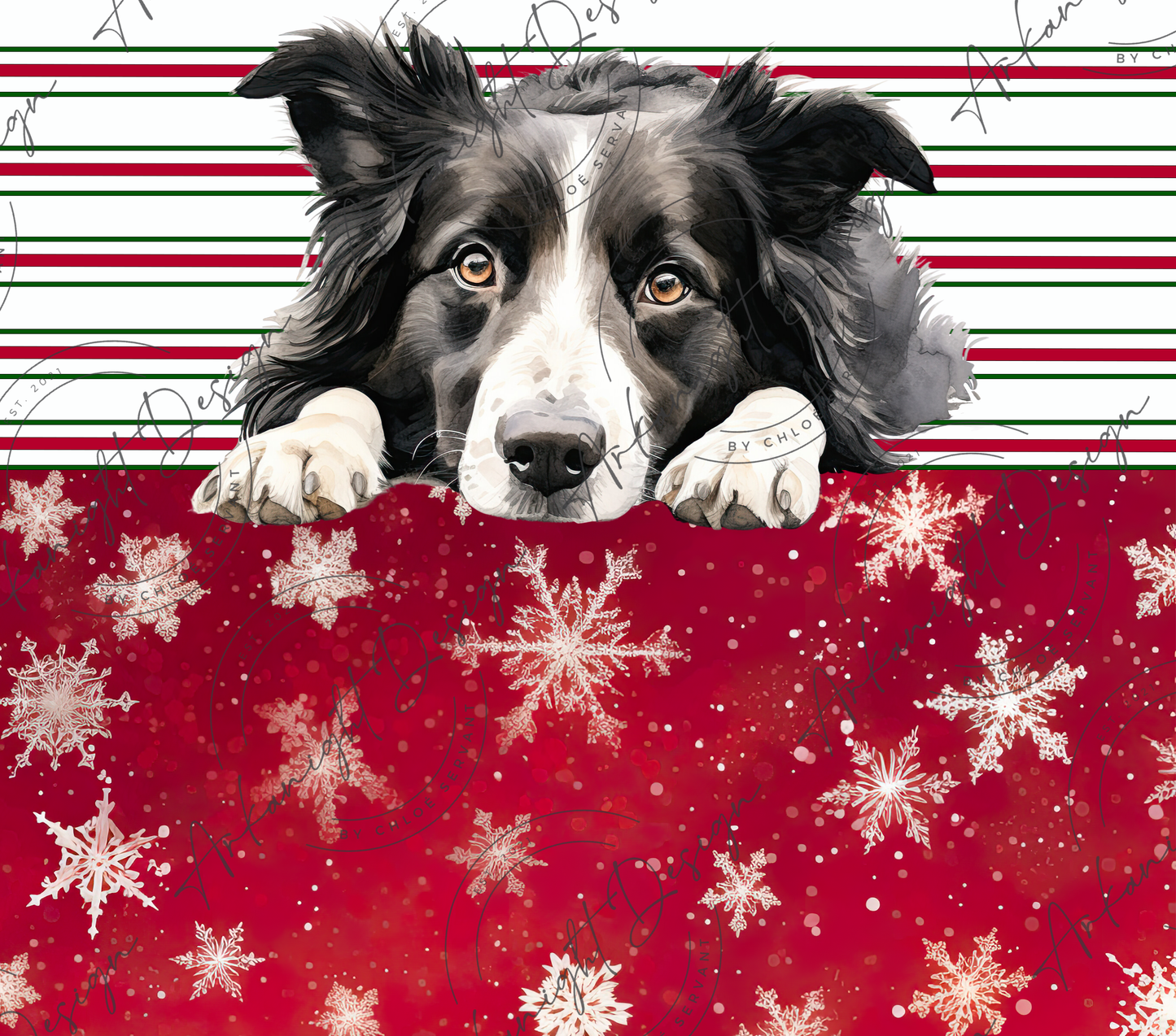 Border Collie - Christmas