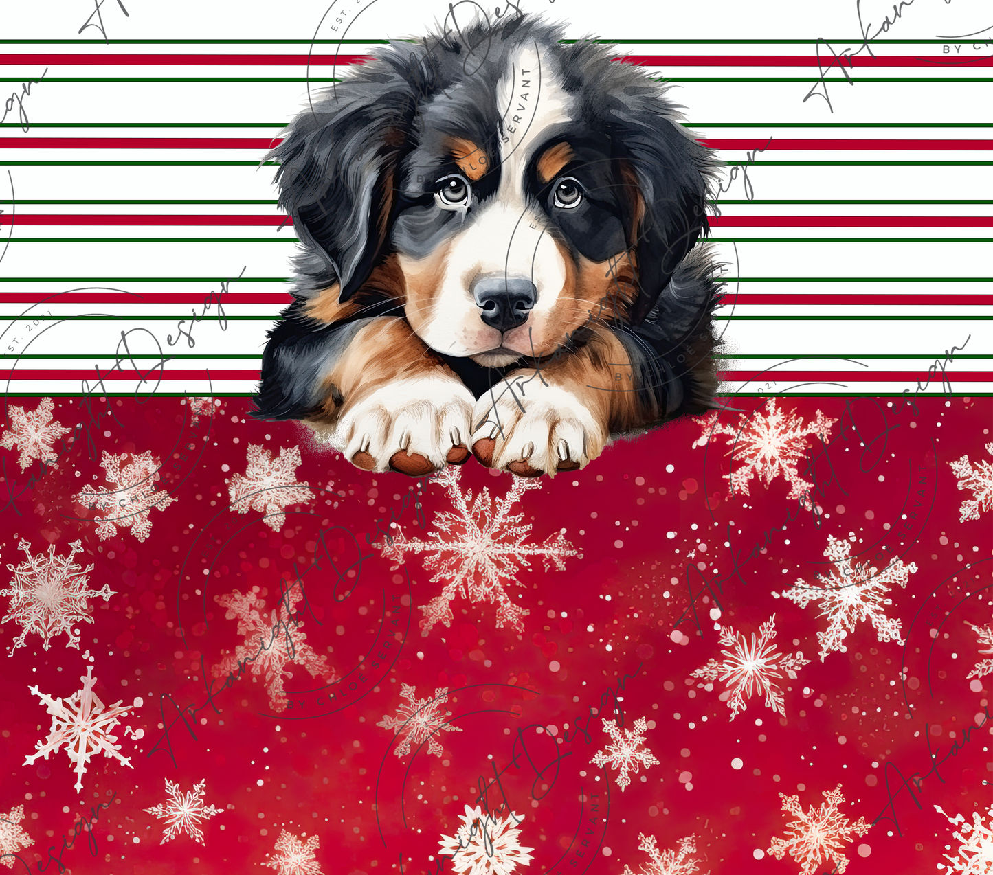 Bernese Mountain - Christmas