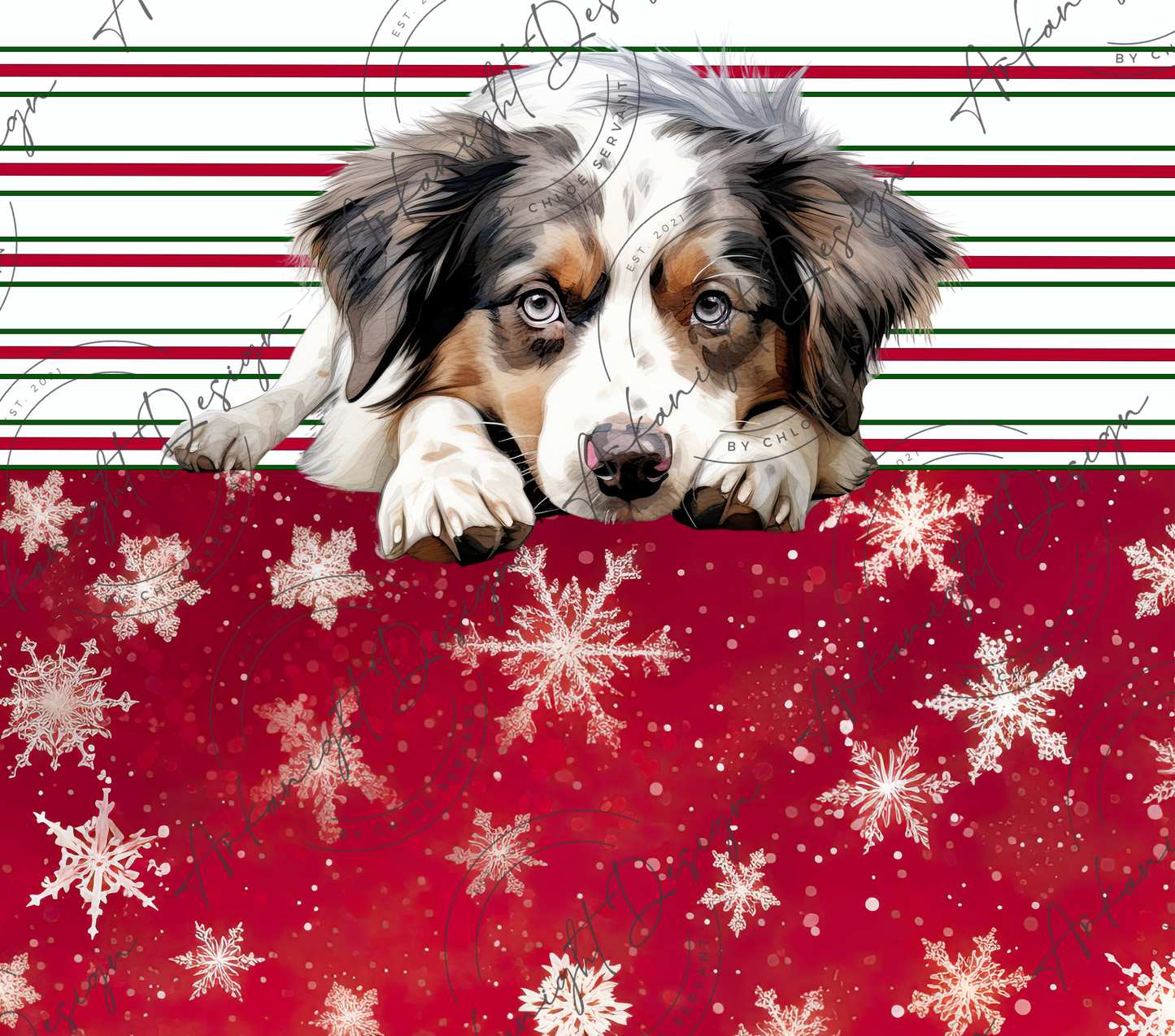 Australian Shepherd - Christmas