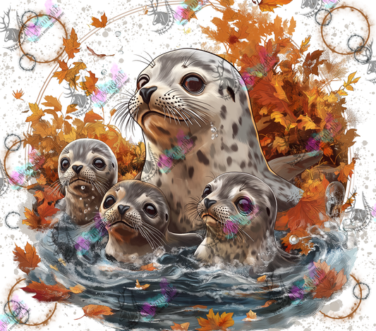 Impression - Autumn 2024 - Collection Autumn at the Zoo - Seal