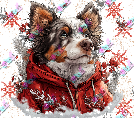 Impression - Collection Hiver 2024 - Artic Red Merle Australian Shepherd