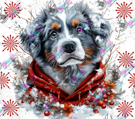 Impression - Collection Hiver 2024 - Artic Blue Merle Australian Shepherd